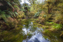 New Zealand 2025 (1 group) (36/66)